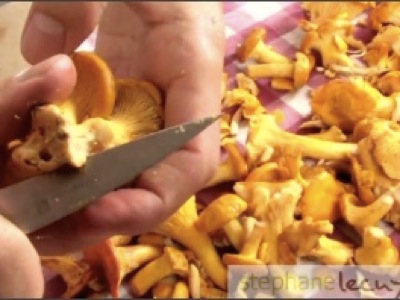 Comment maîtriser la préparation des chanterelles ? Cette vidéo vous montre la récolte des chanterelles et comment les préparer pour cuisiner.