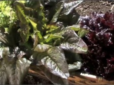 Comment préparer un mesclun et son assaisonnement ? Voici une vidéo qui explique le mélange de jeunes pousses de salade pour faire un mesclun.