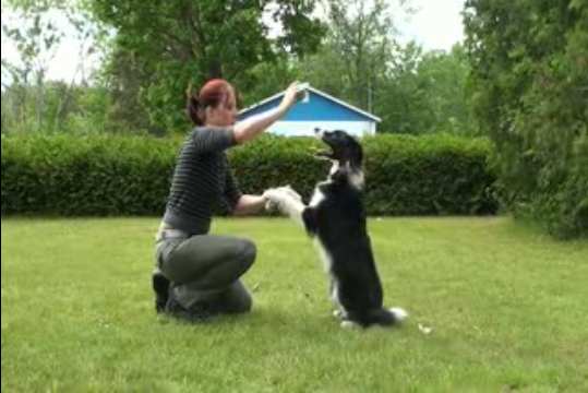 apprendre à son chien à faire le beau